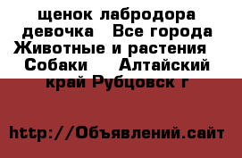 щенок лабродора девочка - Все города Животные и растения » Собаки   . Алтайский край,Рубцовск г.